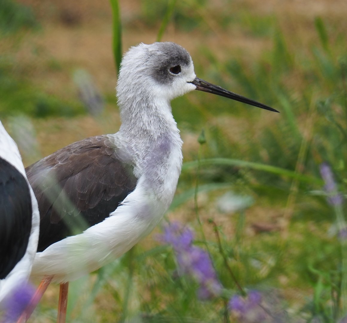 Black-winged stilt (Himantopus himantopus)