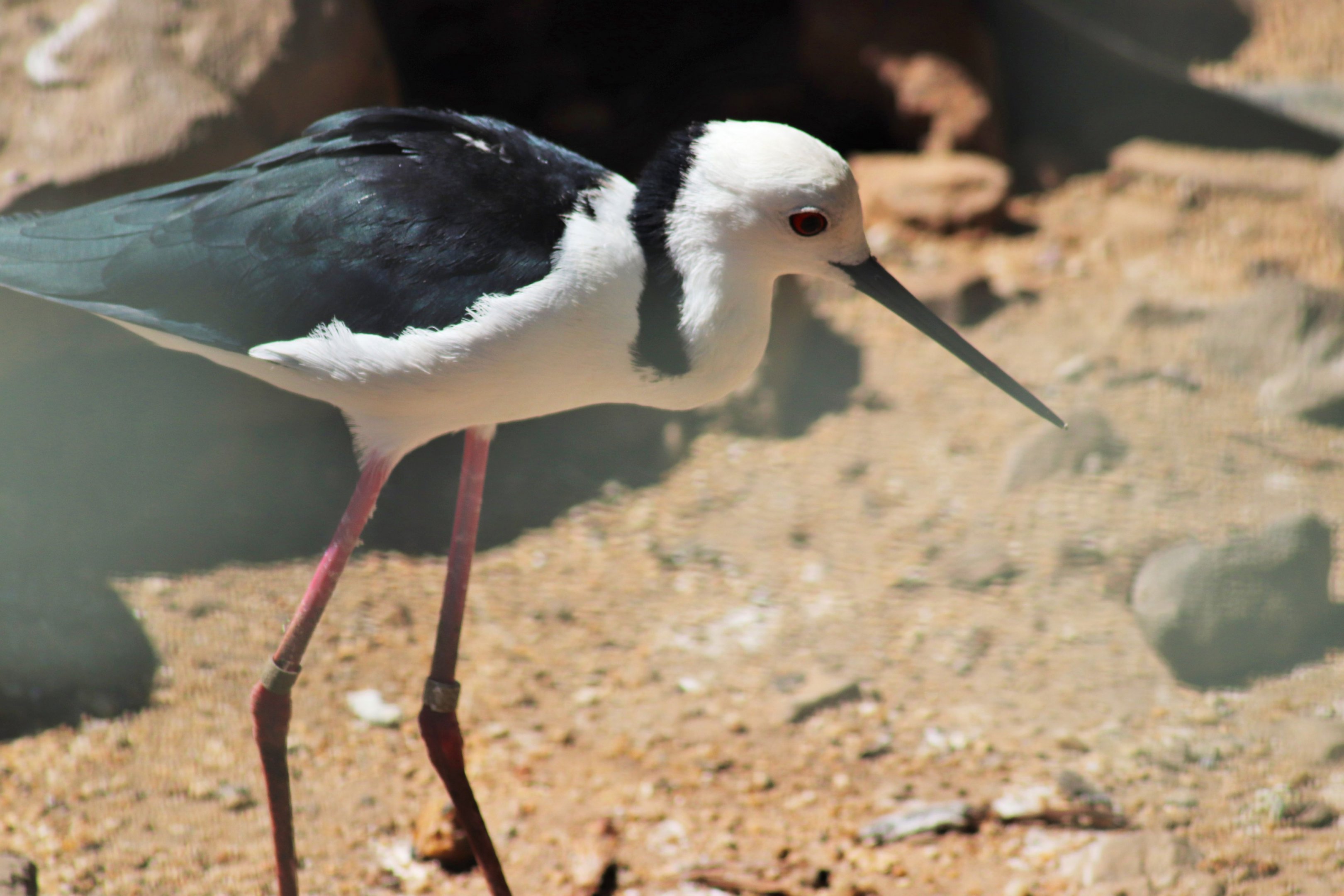 black-winged Stilt (Himantopus himantopus)