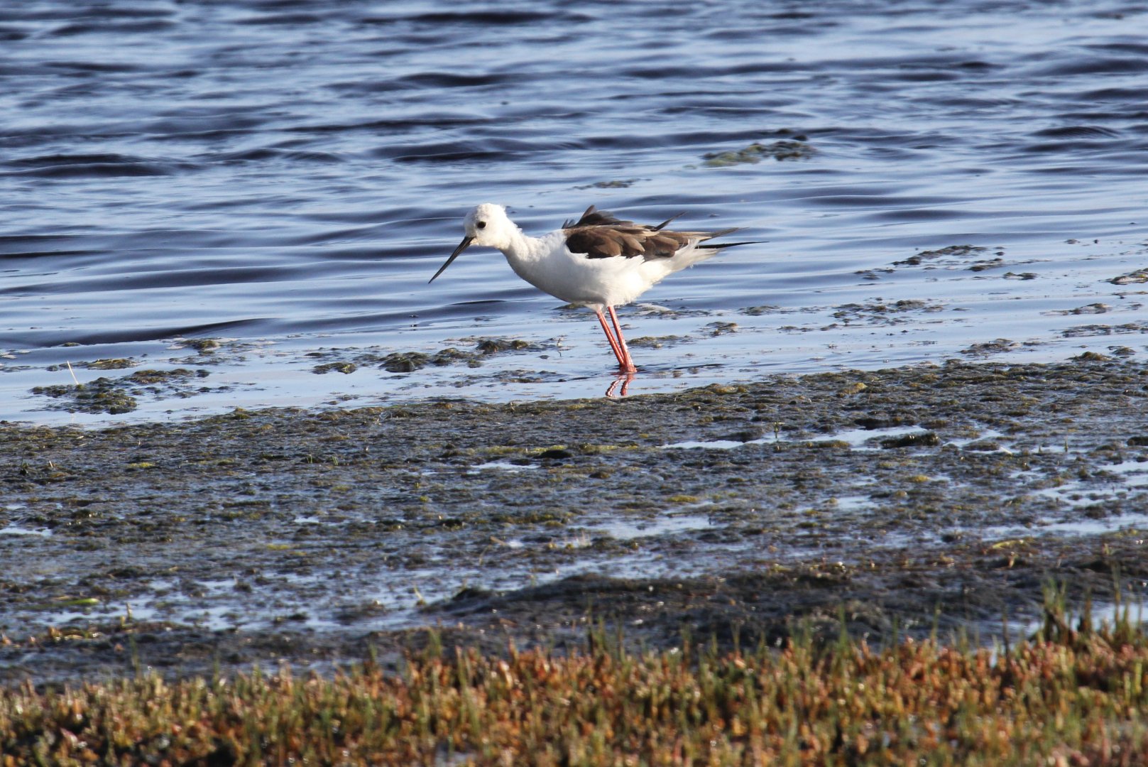 Black-winged Stilt (Himantopus himantopus)