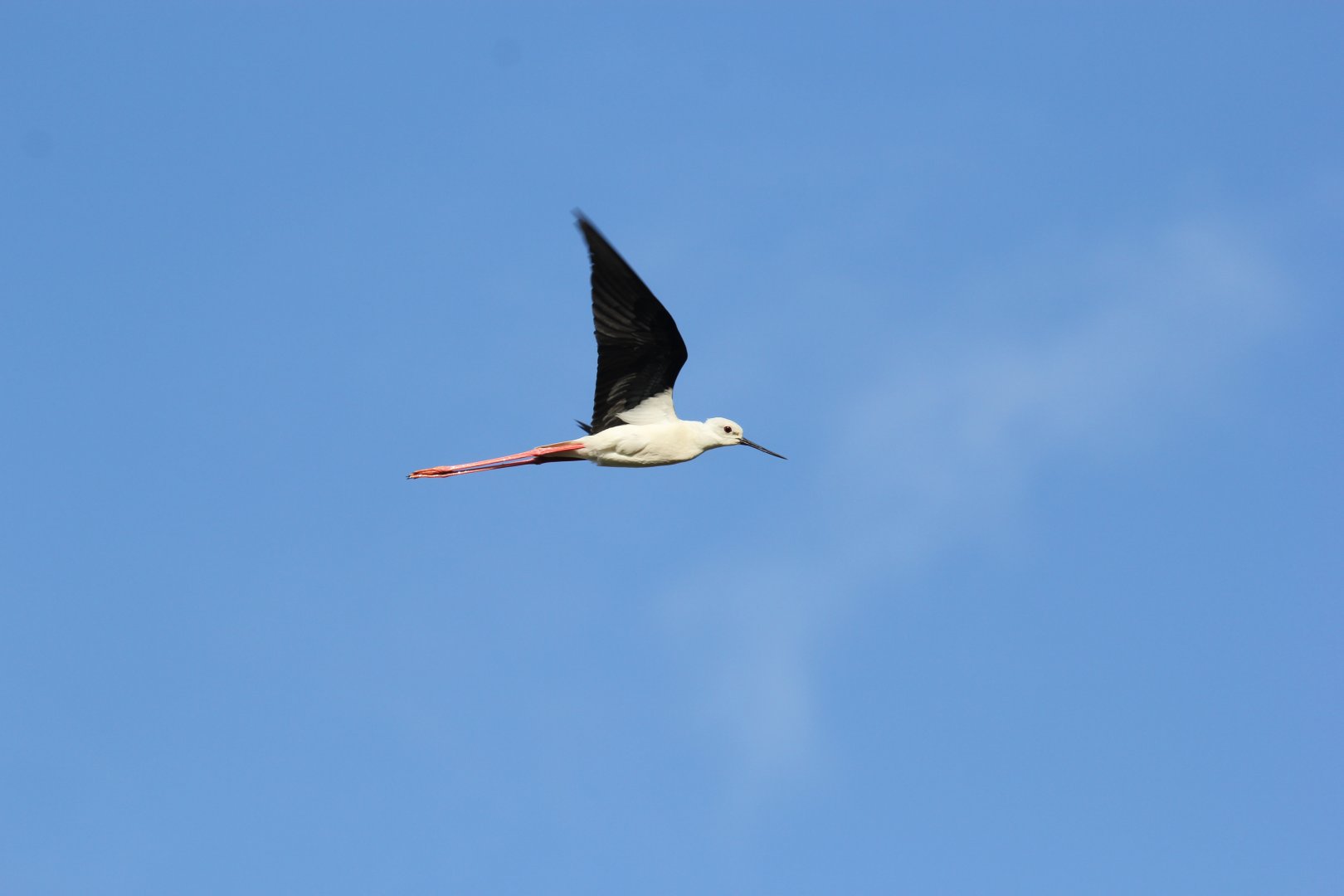 Black-winged Stilt (Himantopus himantopus)