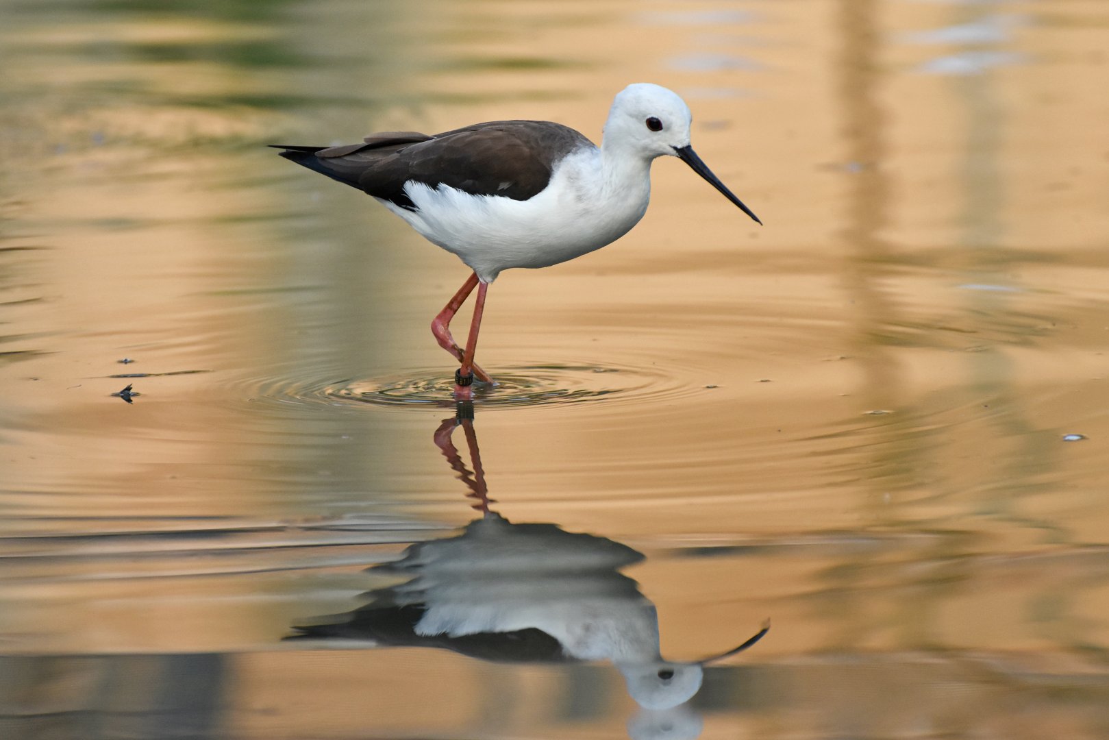 Black-winged stilt (Himantopus himantopus)