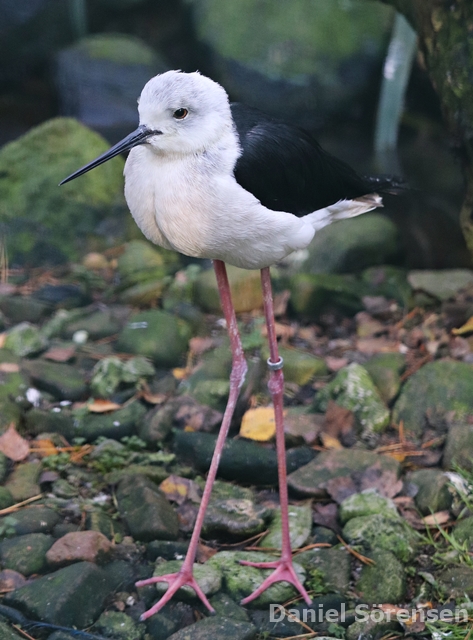 Black-winged stilt (Himantopus himantopus)