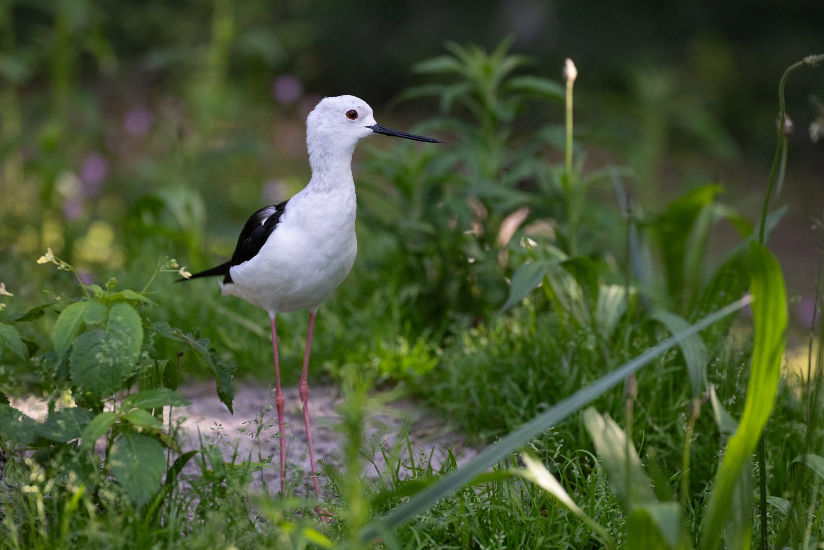 Black-winged Stilt (Himantopus himantopus)