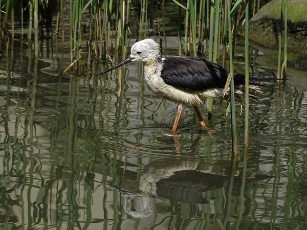 Black-winged stilt (Himantopus himantopus)