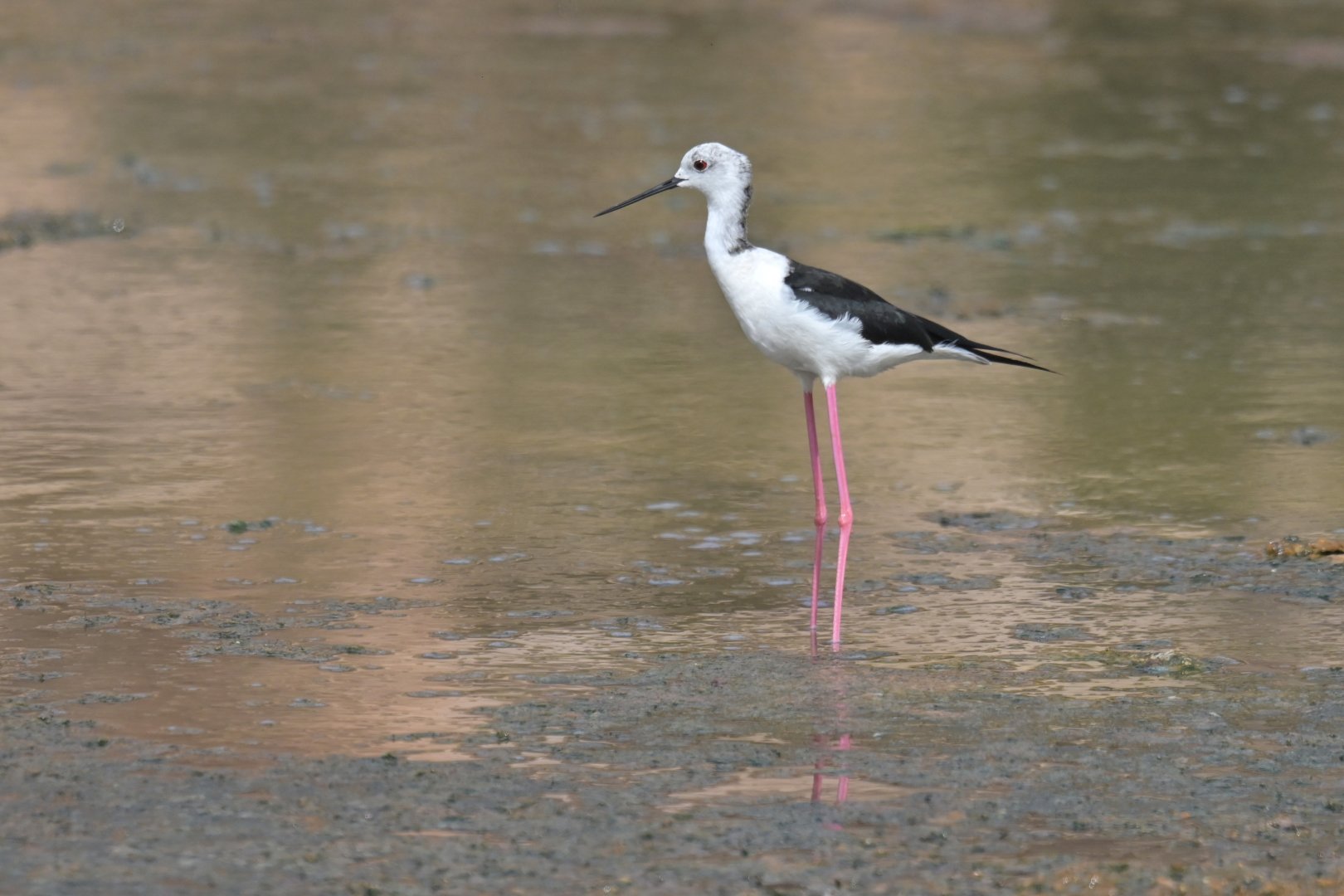 Black-winged Stilt Himantopus himantopus