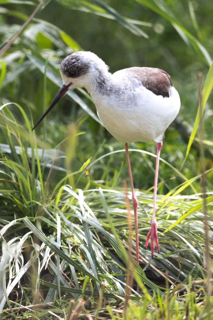 Black-winged stilt (Himantopus himantopus)