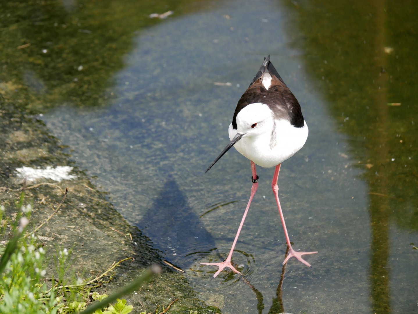 Black-winged stilt (Himantopus himantopus)
