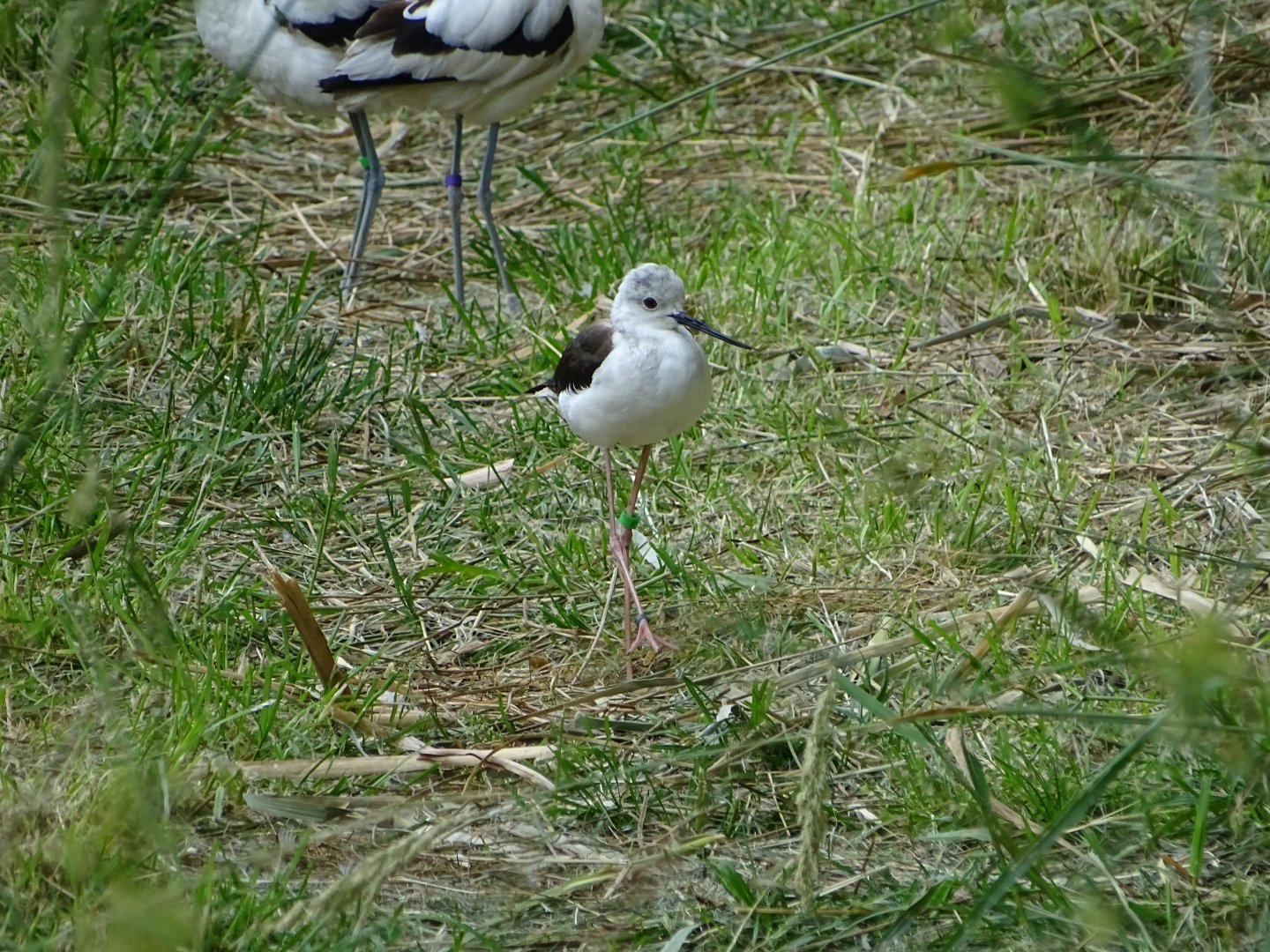 Black-winged stilt (Himantopus himantopus)