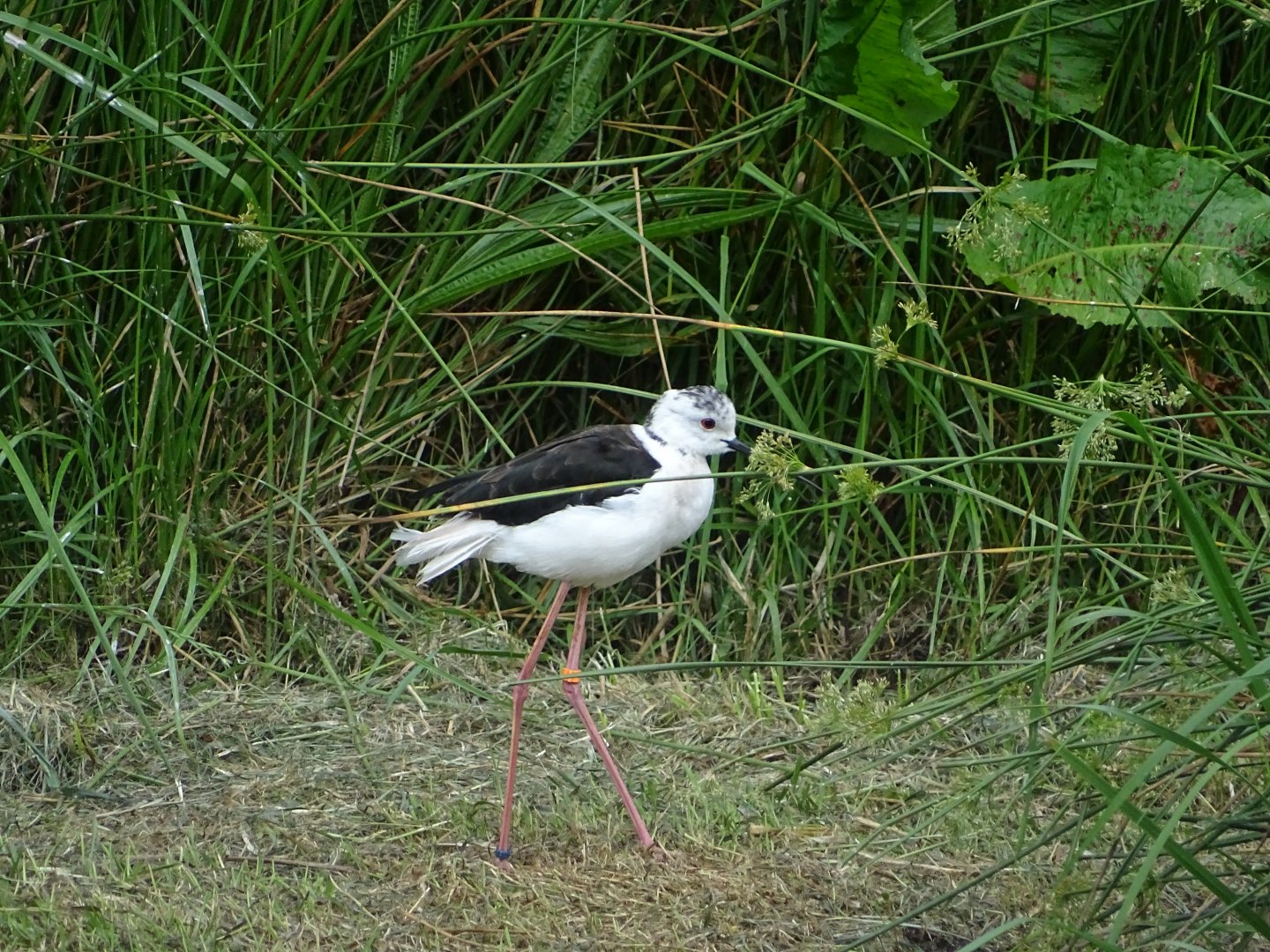 Black-winged stilt (Himantopus himantopus)