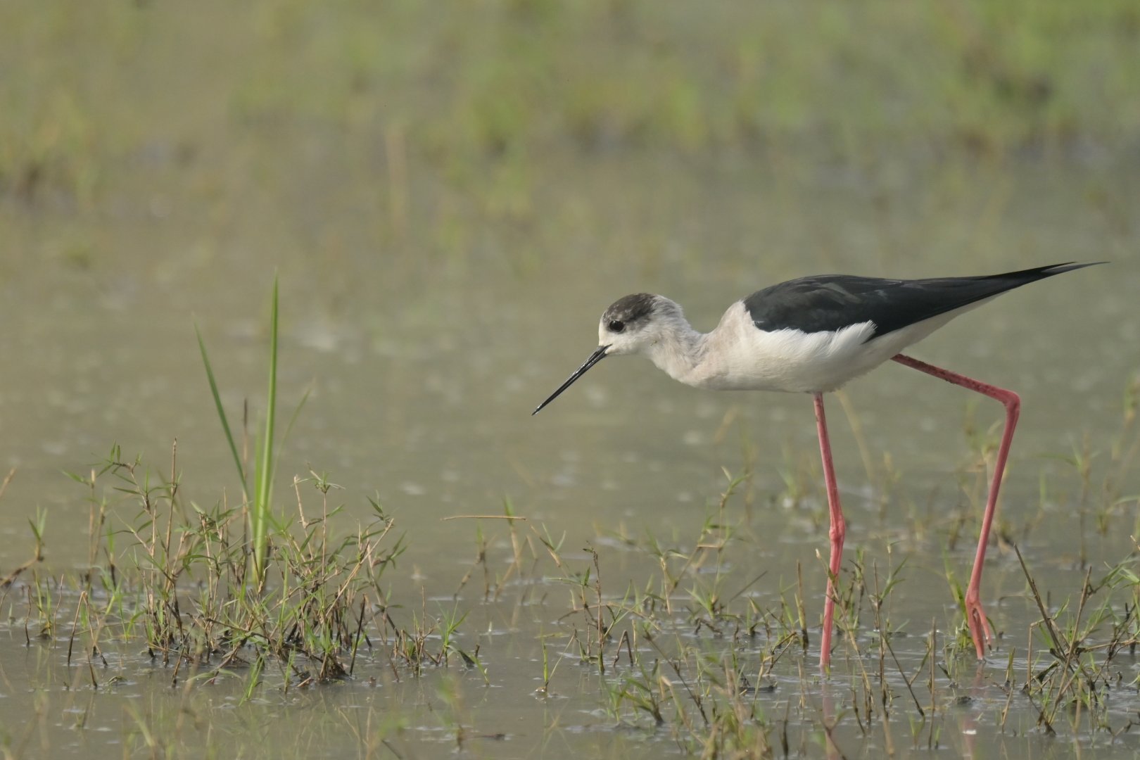 Black-winged Stilt Himantopus himantopus