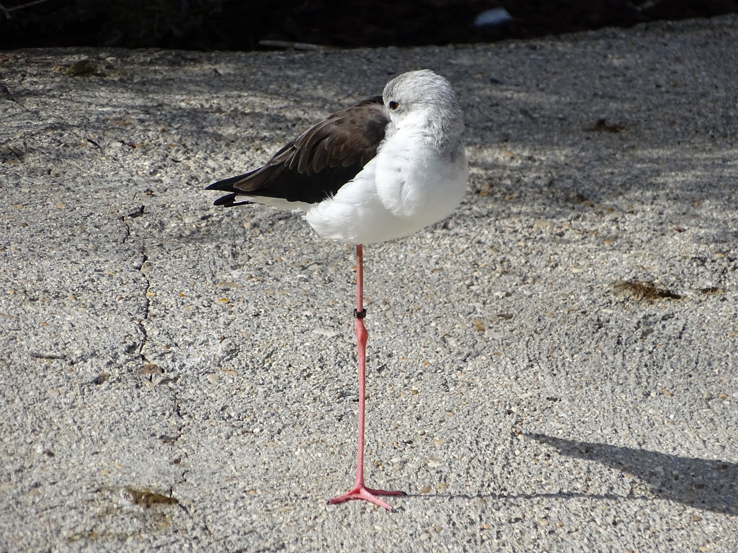 Black-winged stilt (Himantopus himantopus)