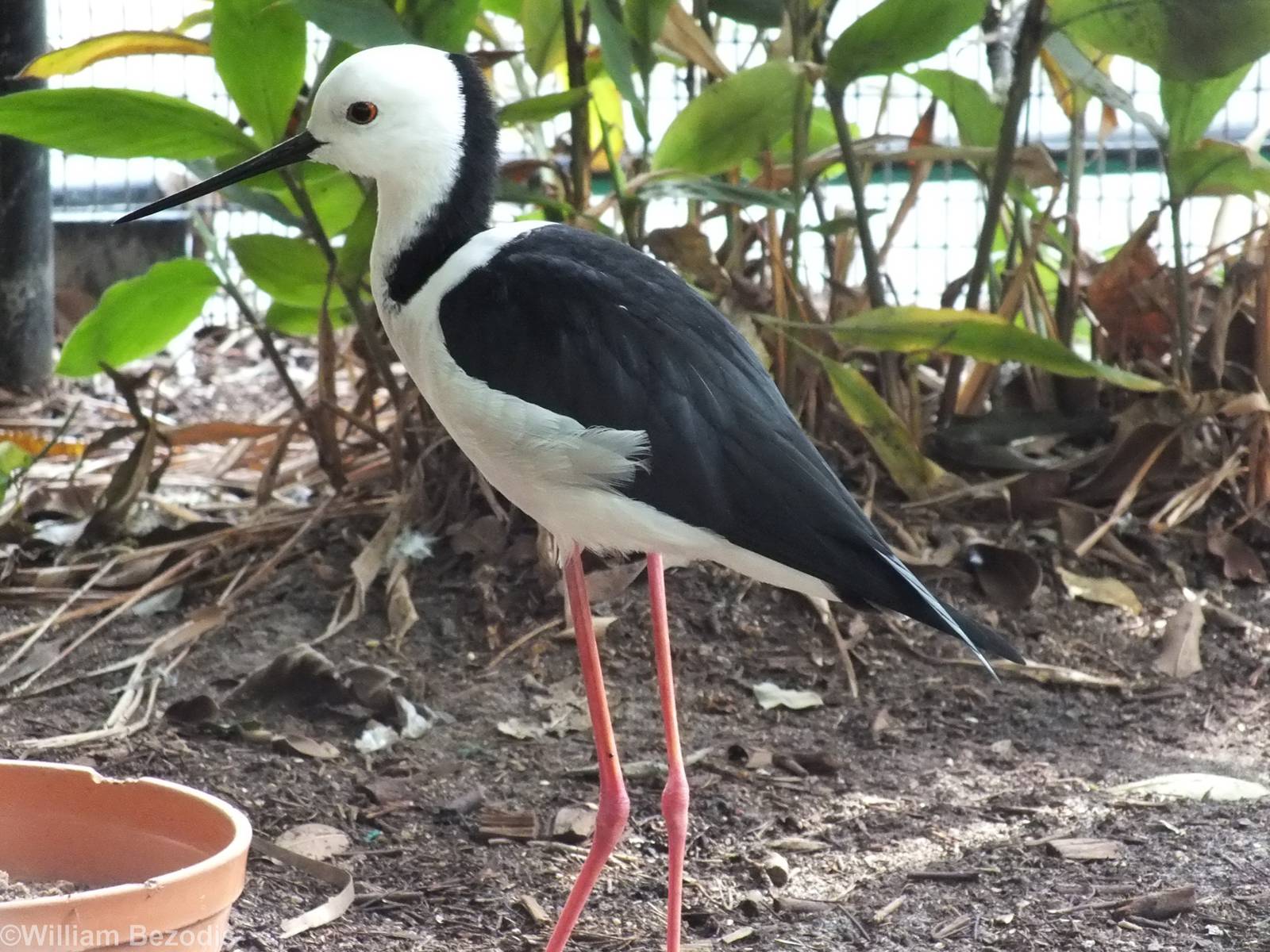 Black-winged Stilt in Walkthrough Aviary