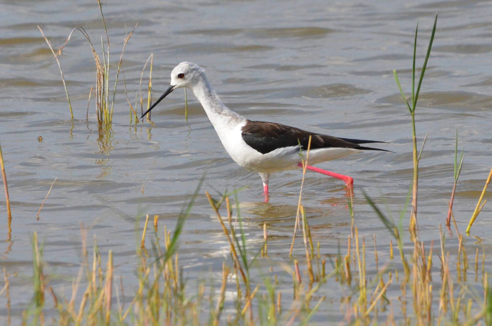 Black-winged Stilt, Moremi Game Reserve, Botswana, 27/04/16