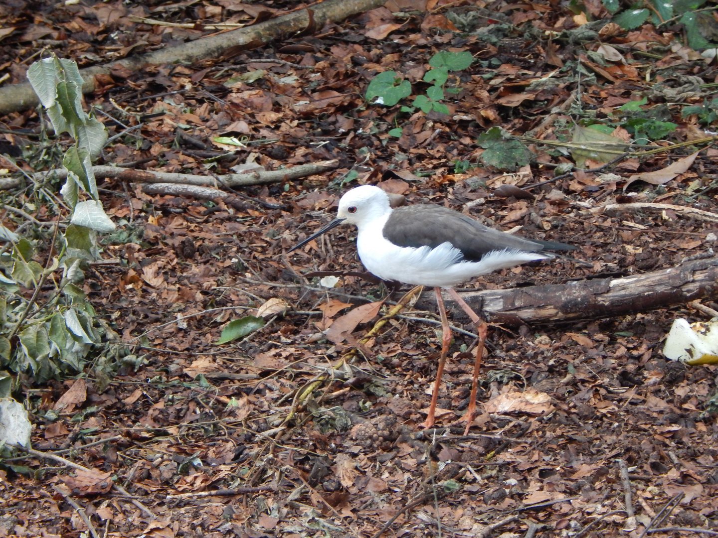 Black-winged stilt - Walkthrough Aviary in Fur, Feathers & Scales 150725