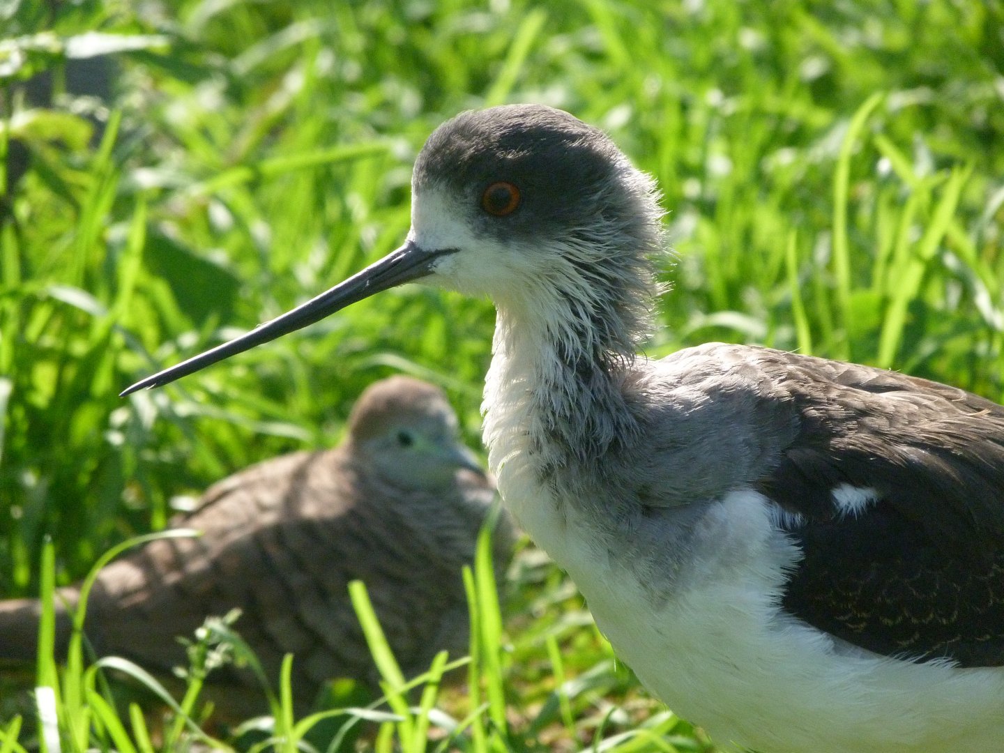 Black-winged stilt -Zoo de Santillana del Mar (2024)