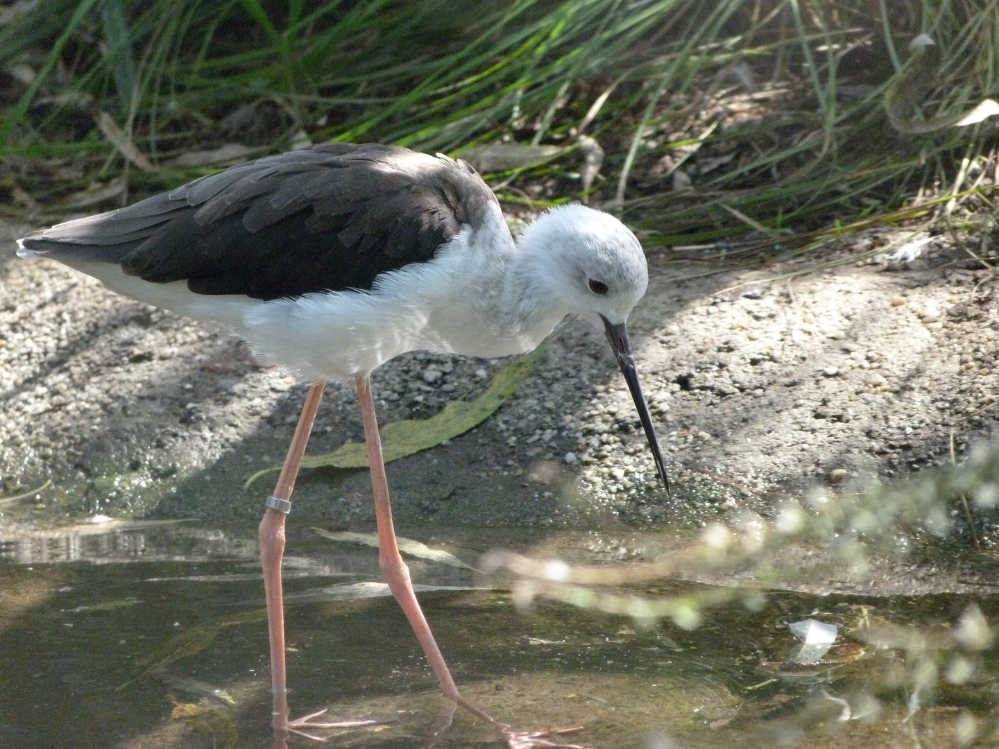 Black-winged stilt -Zoo Praha (2025)