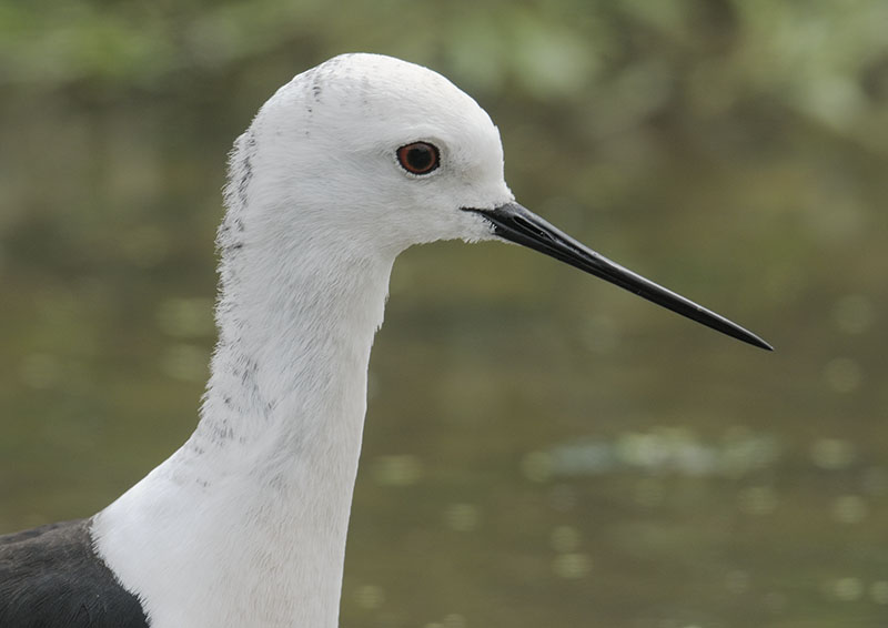 Black winged stilt