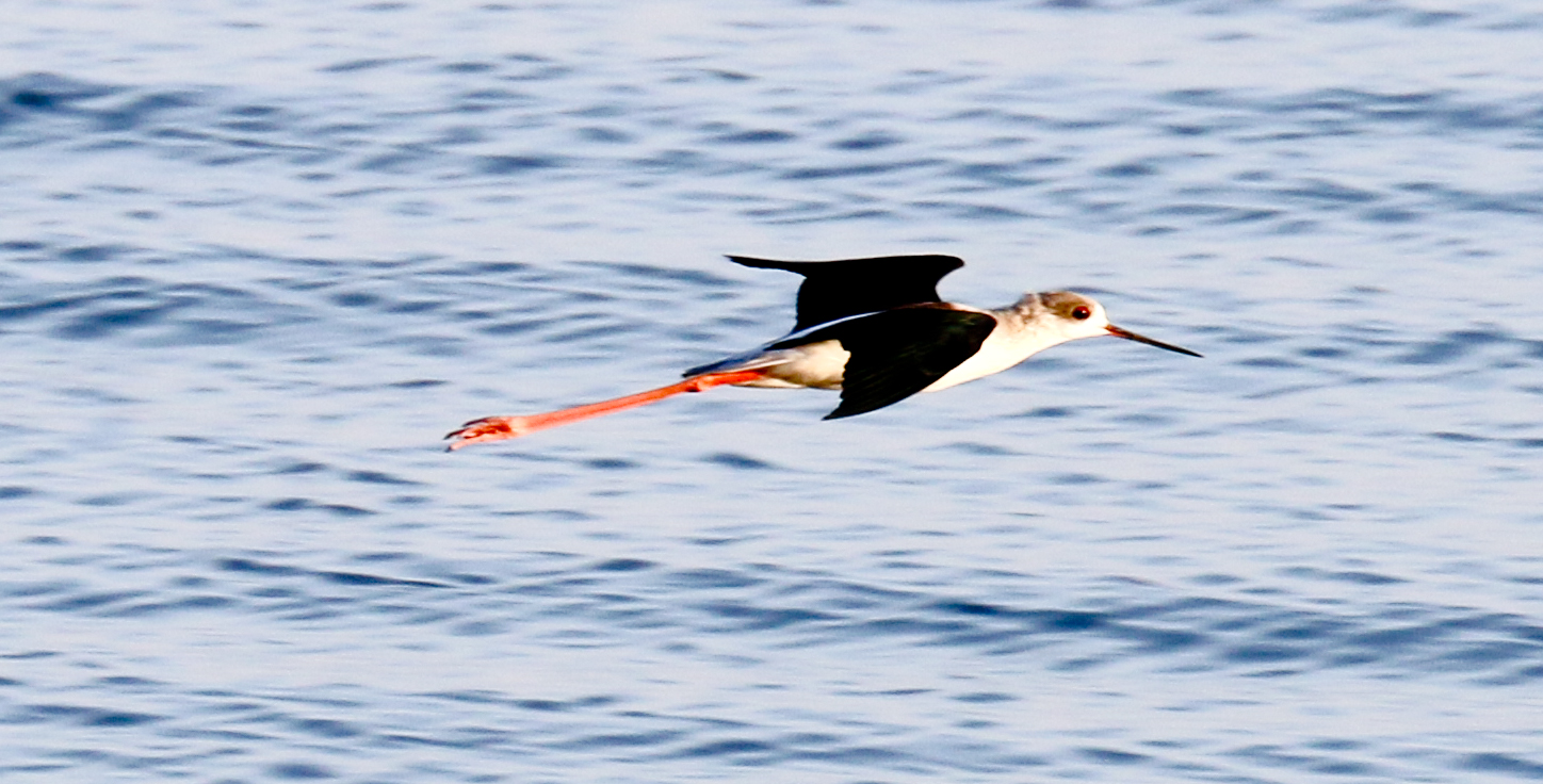 Black-winged Stilt