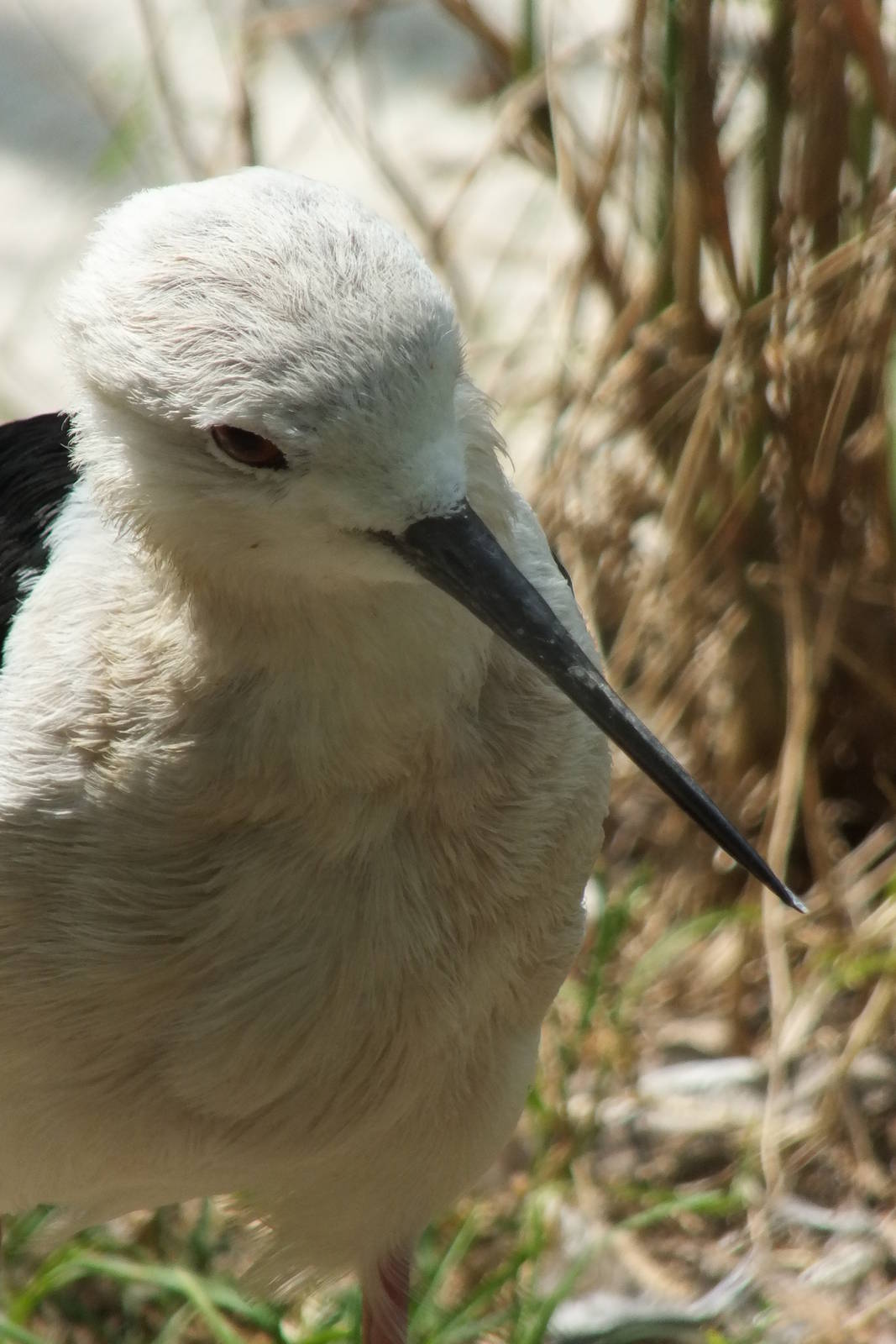Black-winged Stilt