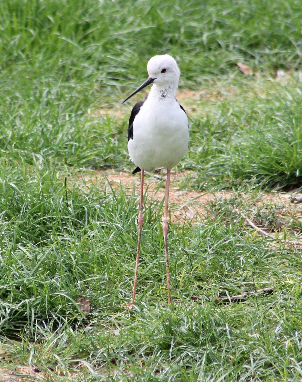 Black-winged stilt