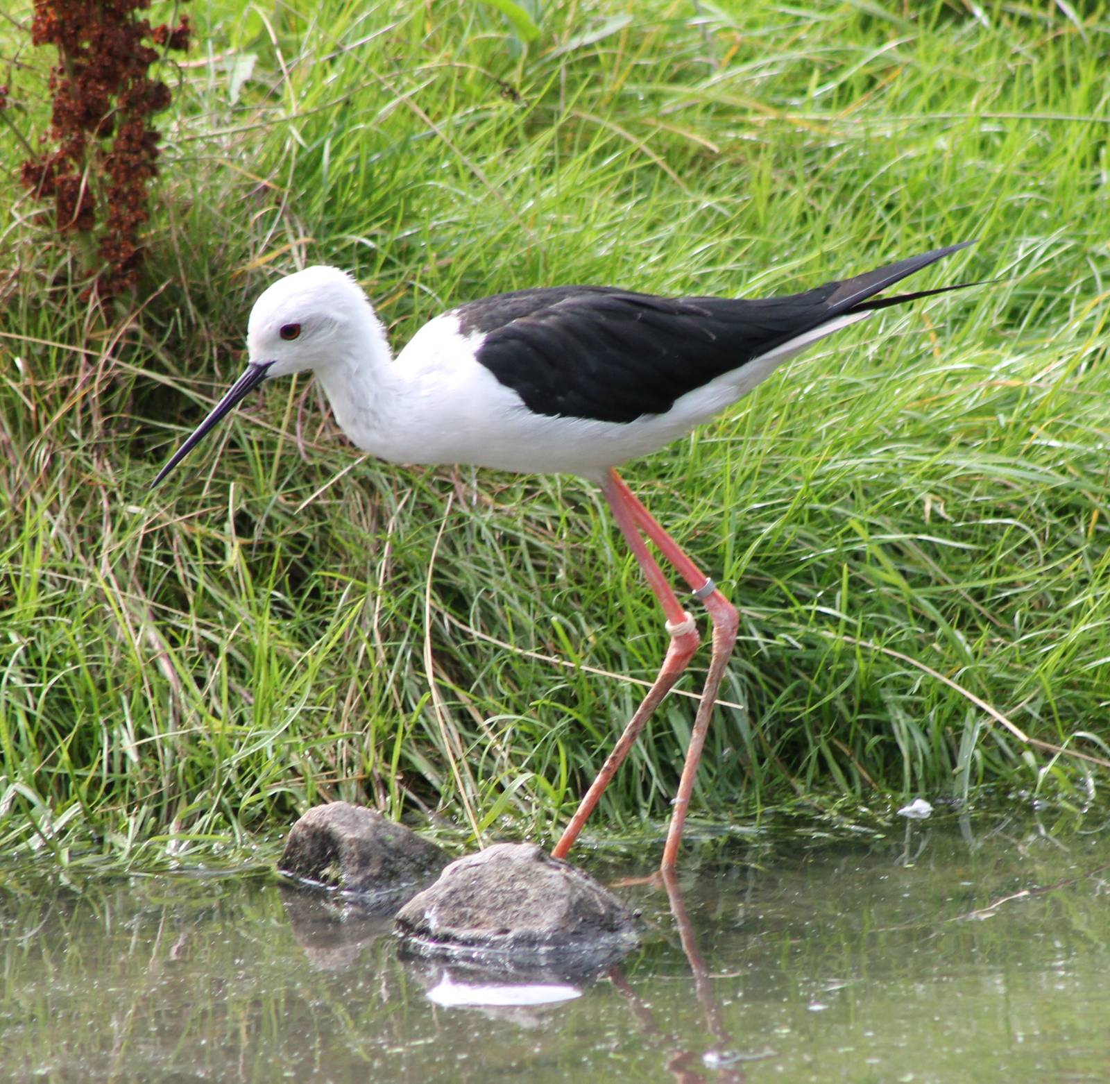 Black-winged stilt