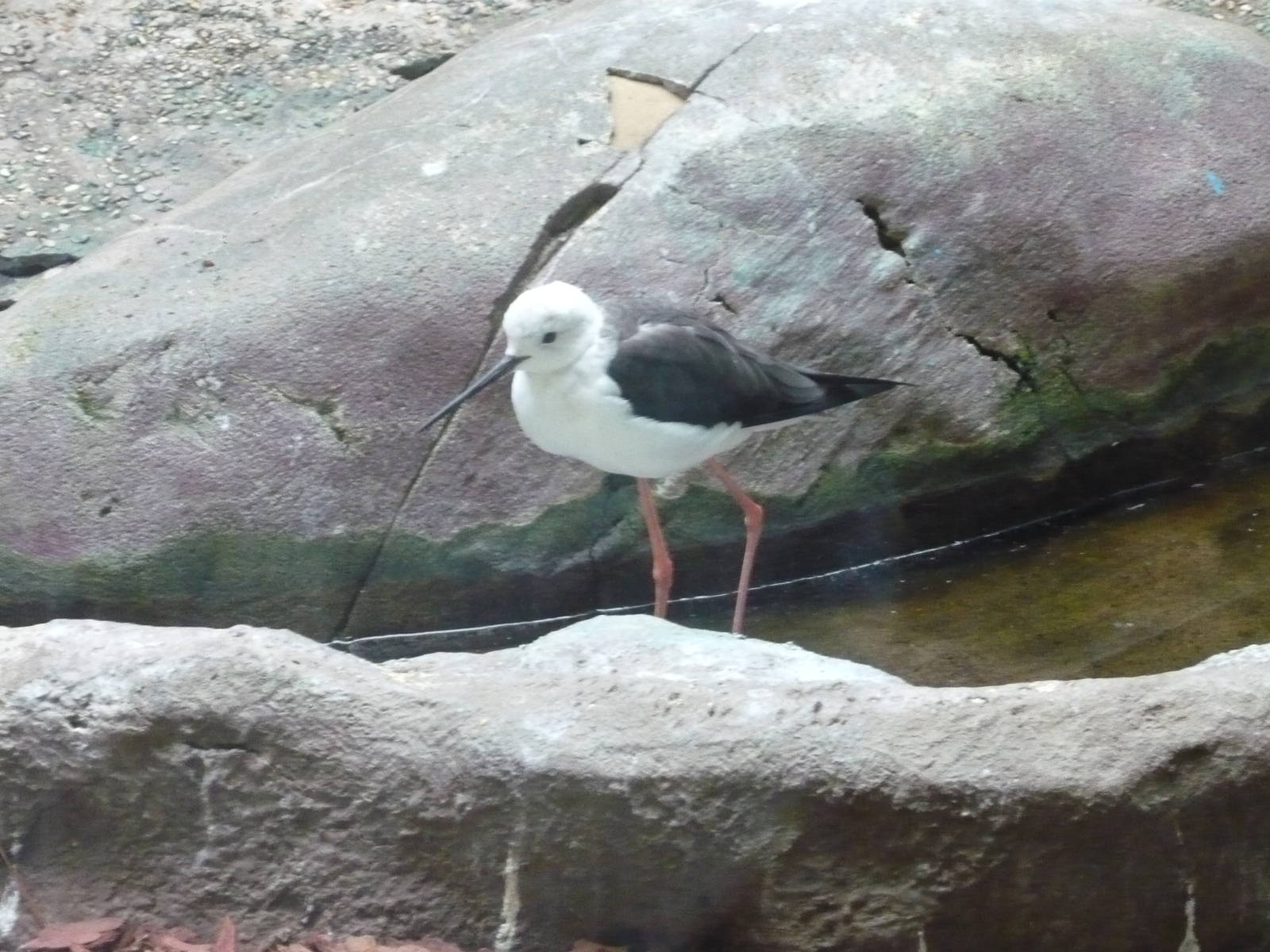 Black-winged stilt