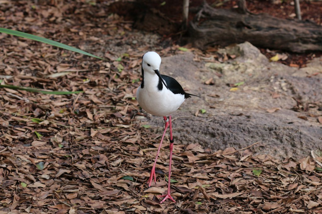 Black-winged Stilt