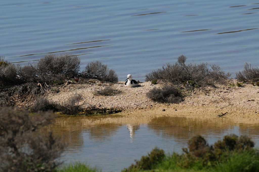 Black-winged Stilt