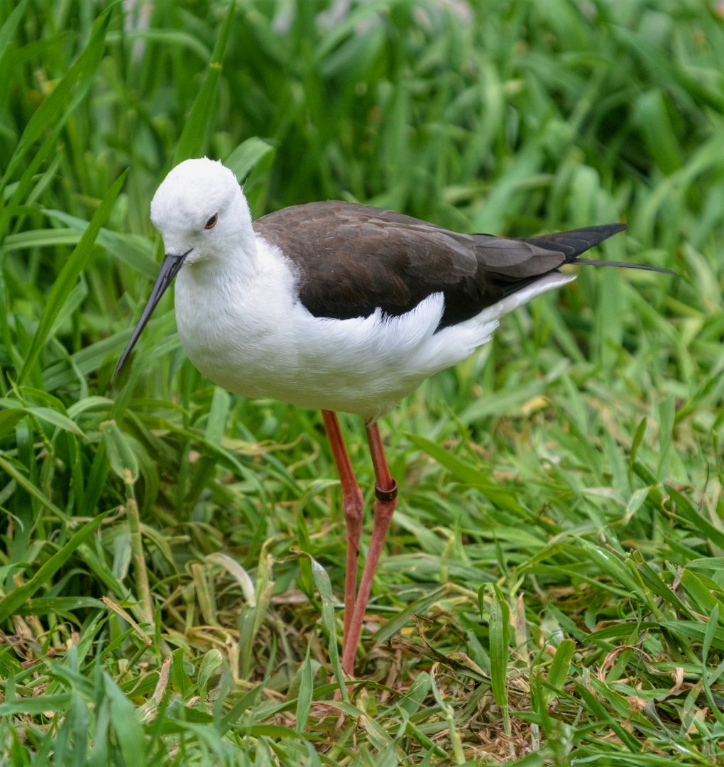 Black Winged Stilt