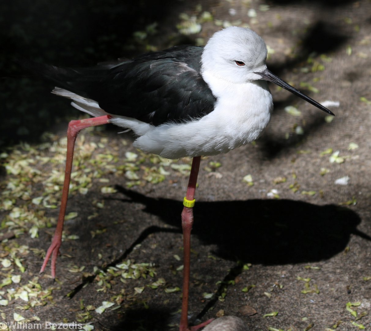 Black-winged Stilt