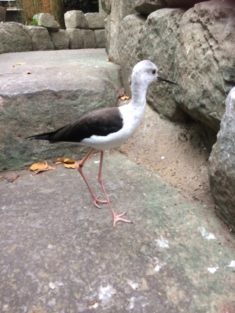 Black Winged Stilt