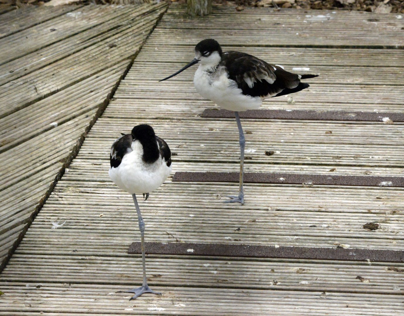 Black winged stilt