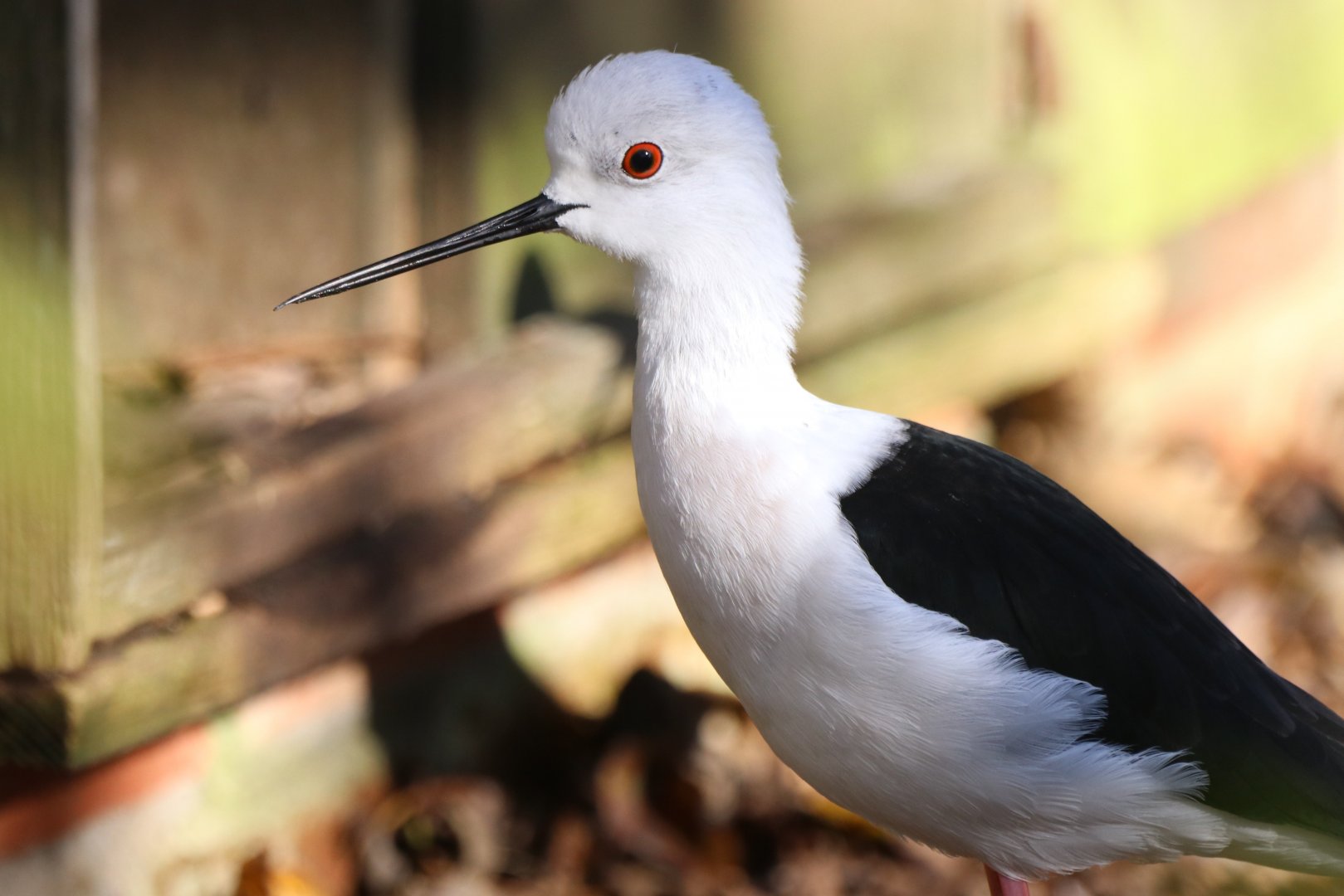Black winged stilt