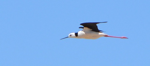 Black-winged stilt.