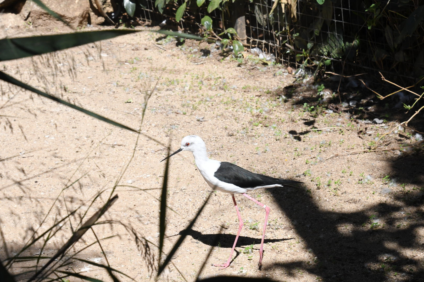 Black-winged Stilt