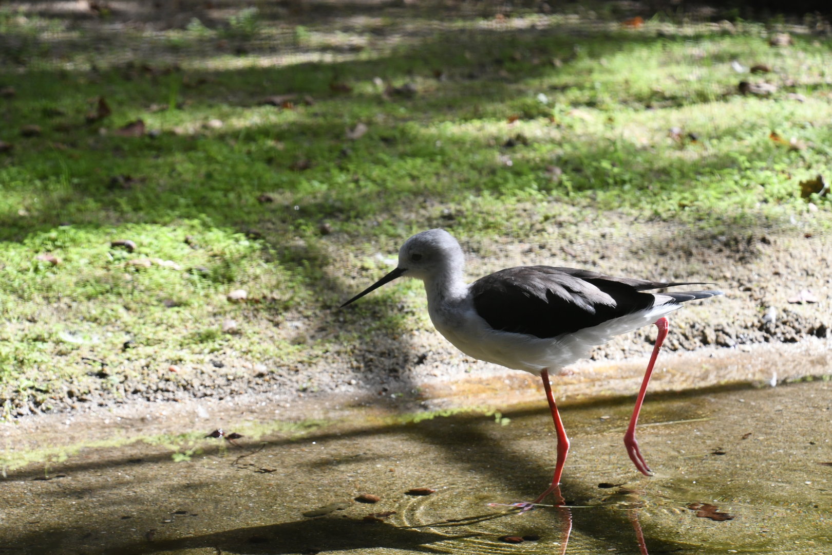 Black-winged Stilt
