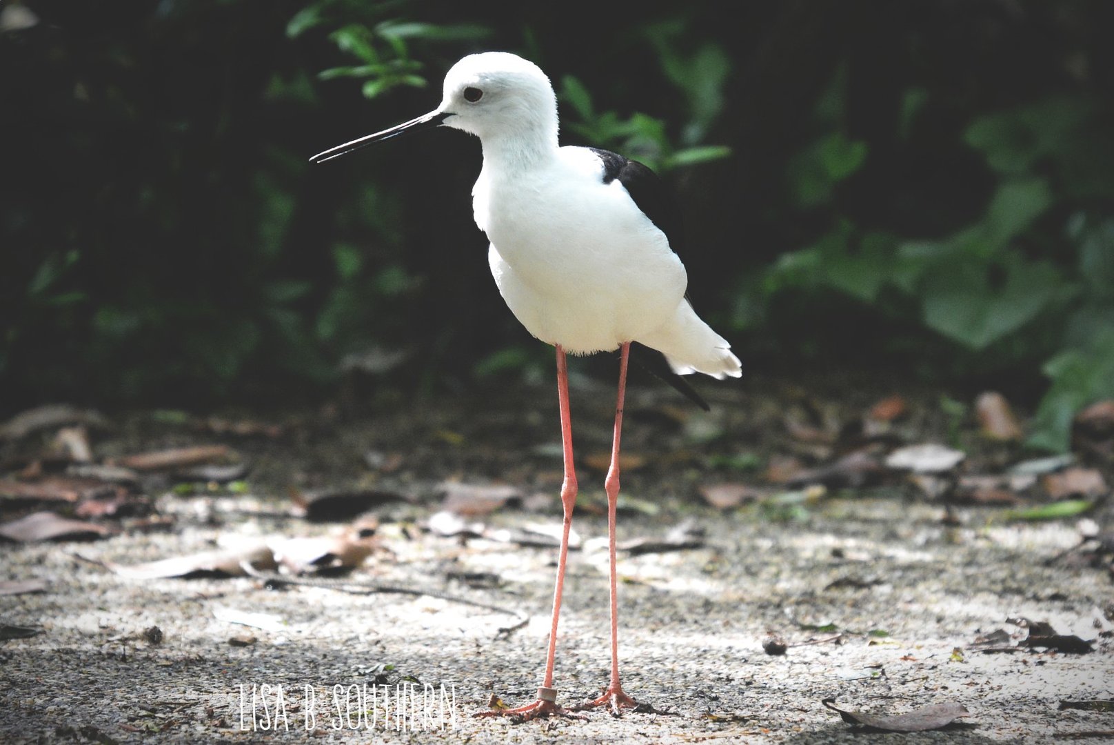 Black Winged Stilt