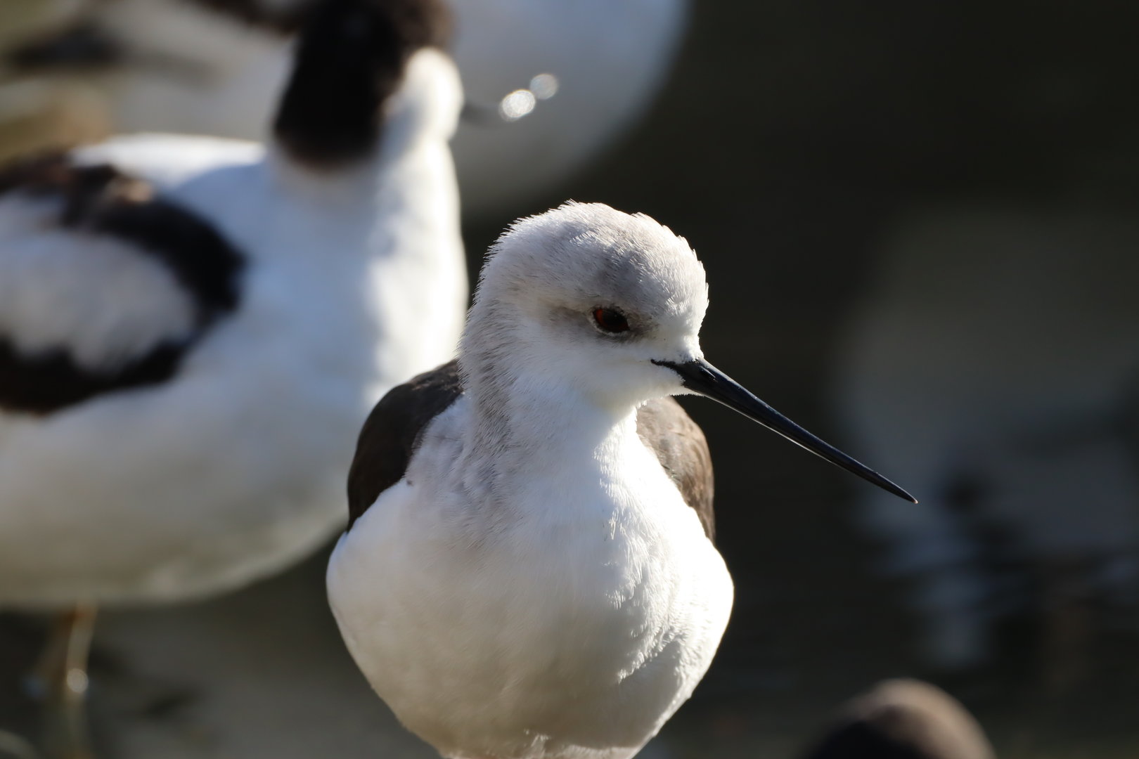 Black-winged Stilt