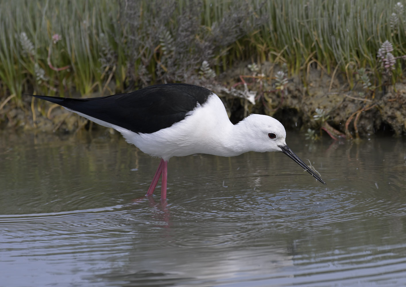 Black-winged stilt