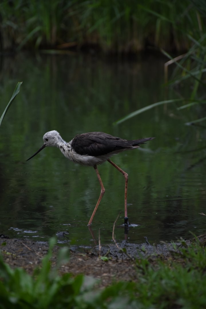 Black-winged stilt