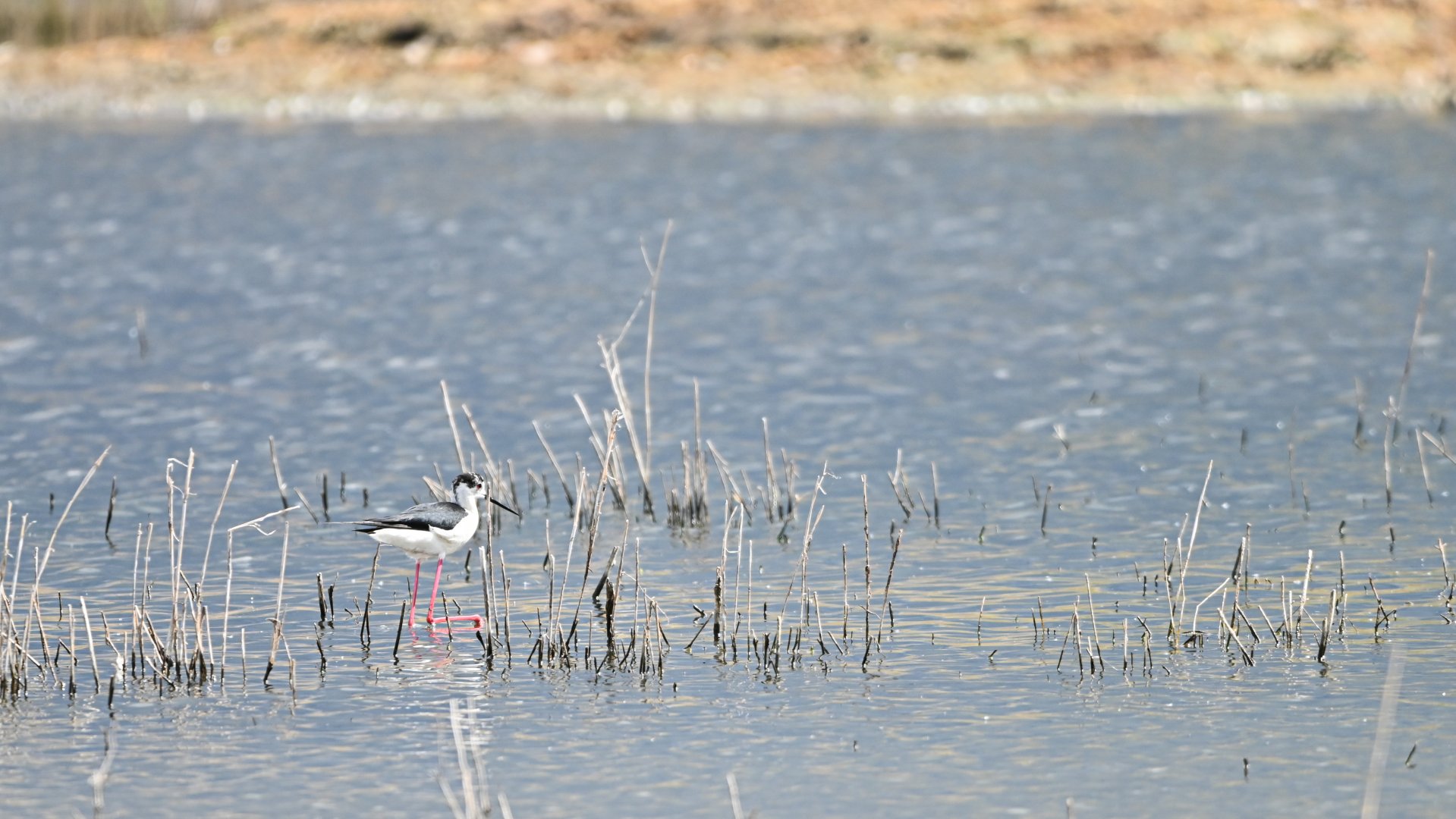 Black-winged stilt