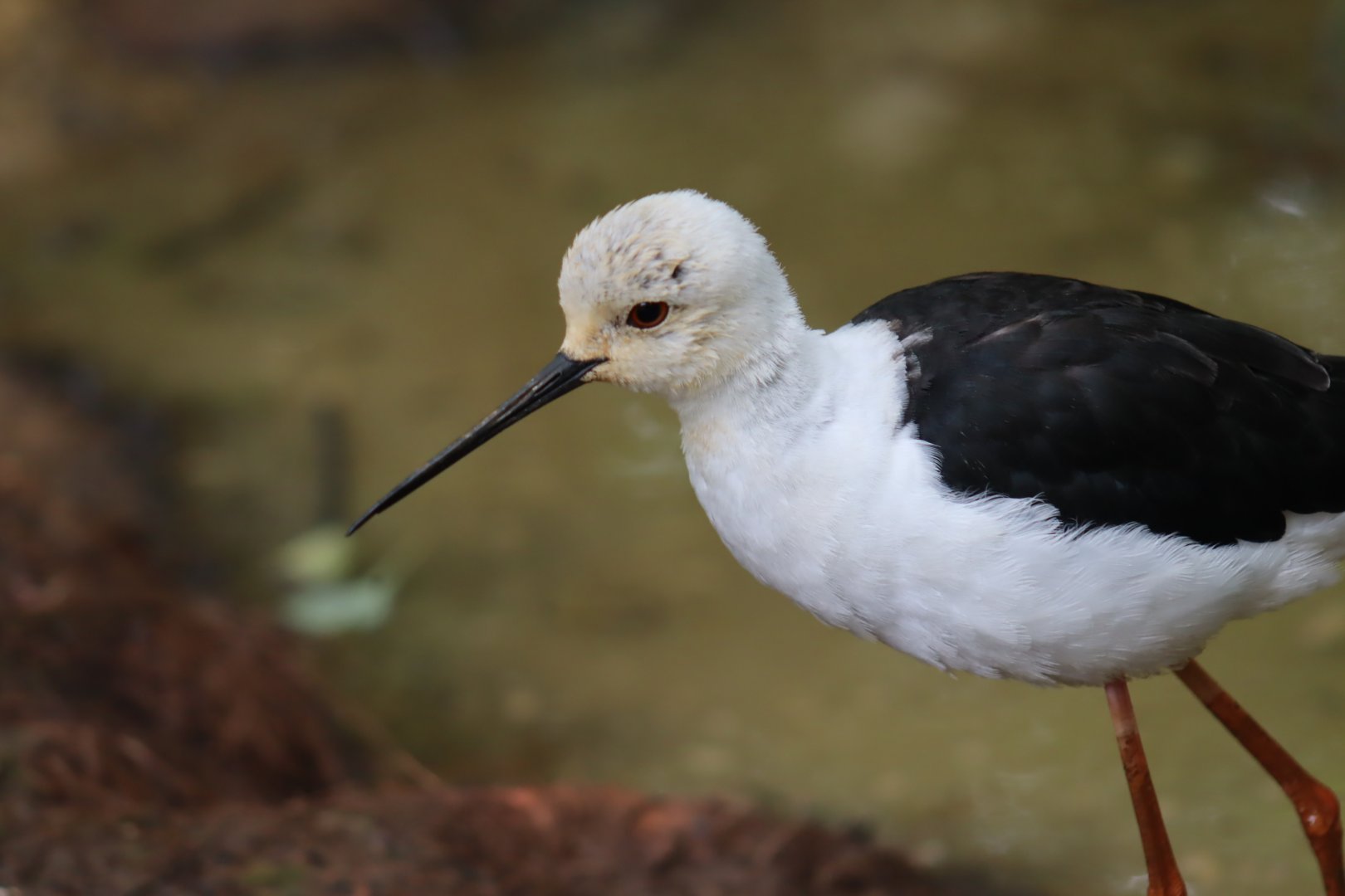 Black-winged Stilt