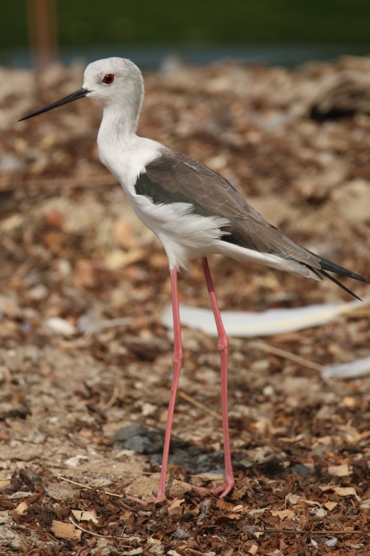 Black-winged Stilt