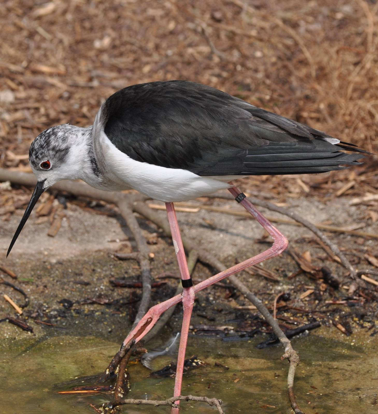 Black Winged Stilt