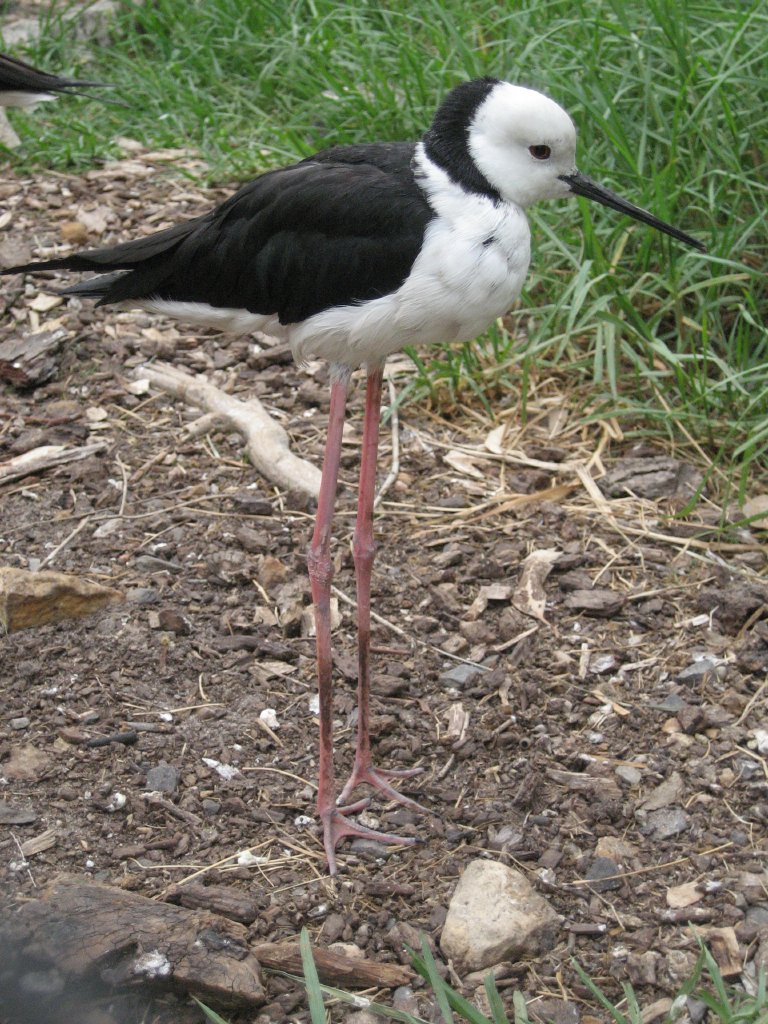 Black-winged Stilt