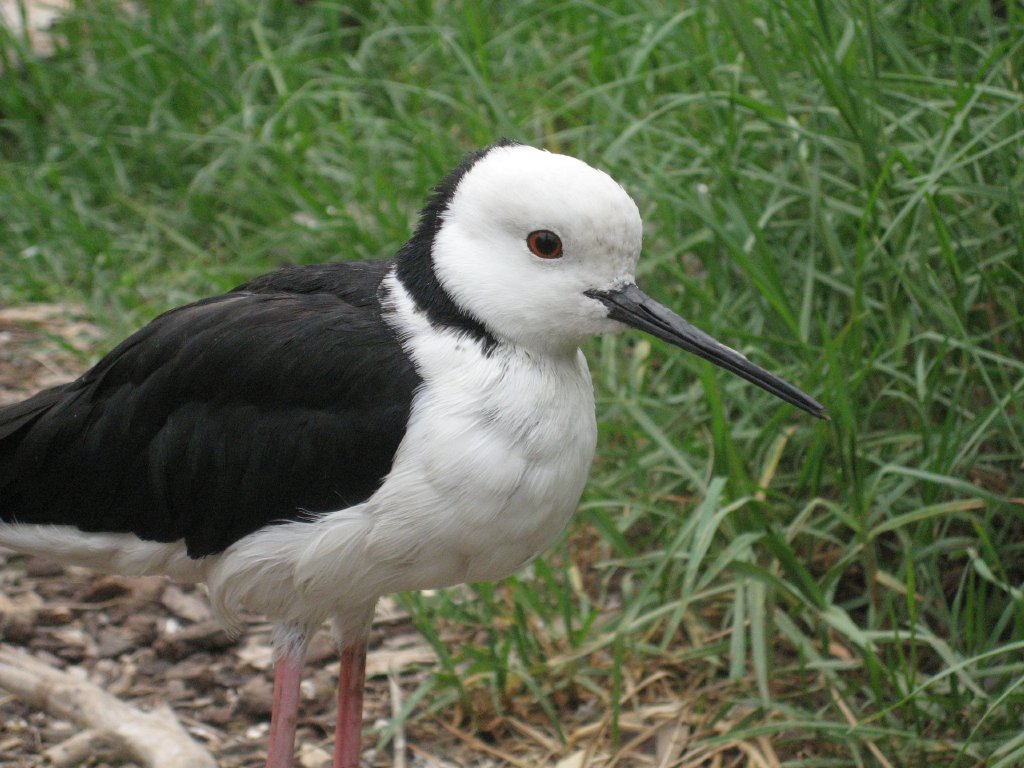 Black-winged Stilt