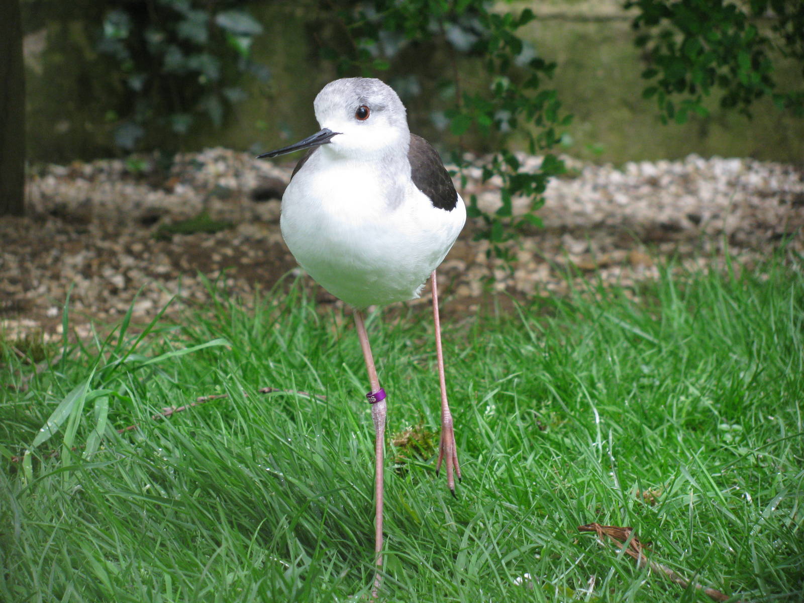 Black Winged Stilt