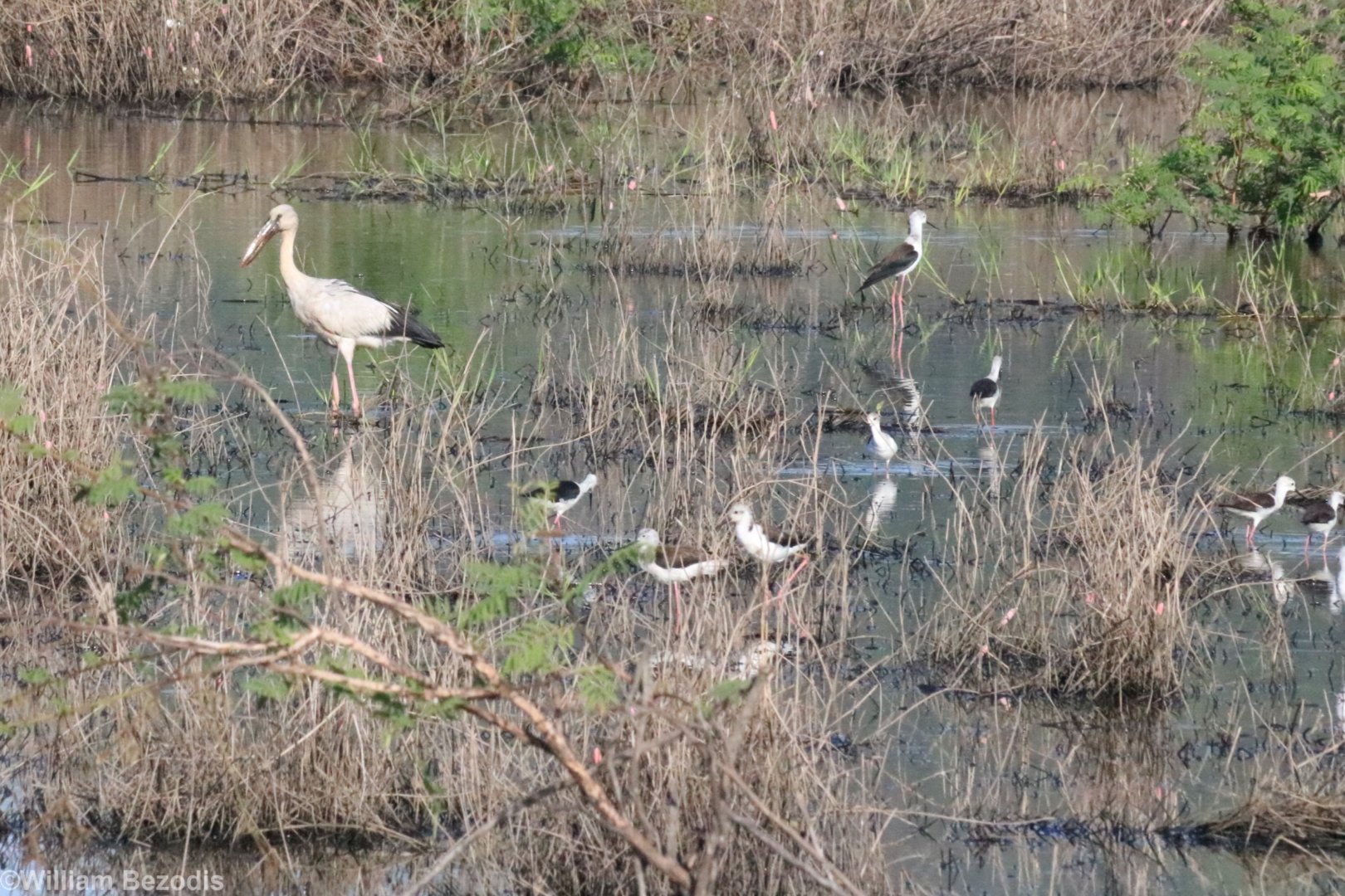 Black-winged Stilts and Asian Openbill - Bang Pra Non-hunting Area