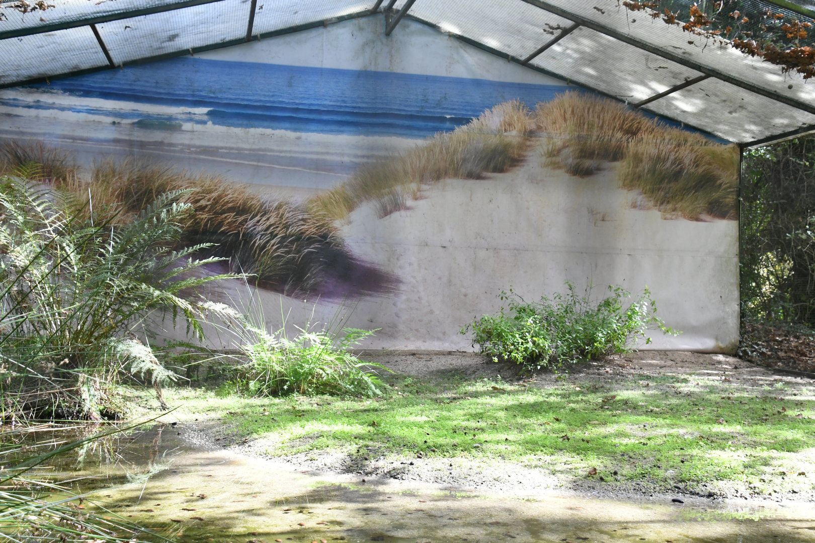 Black-winged Stilts Aviary