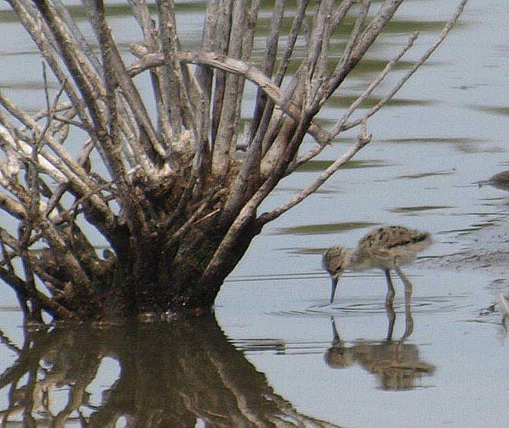 Black-winged Stilts (Himantopus himantopus) chick at l'Albufera Natural Par